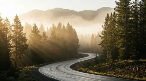 Strada dorata della pineta mattutina